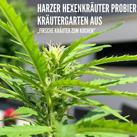 Harzer Healing Center 2024 Gemuetliche Landhauswohnung Mit Fussbodenheizung,Xxl Kochinsel,Xxl Regenduschen,Modern,Hochwertig,Persoenlich,Vollausgestattet Елбингероде Екстериор снимка